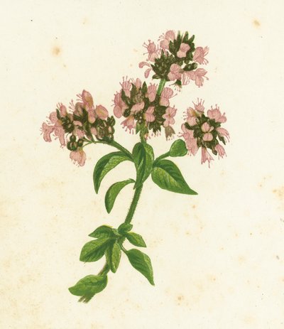 Wilder Majoran, Origanum Vulgare von English School